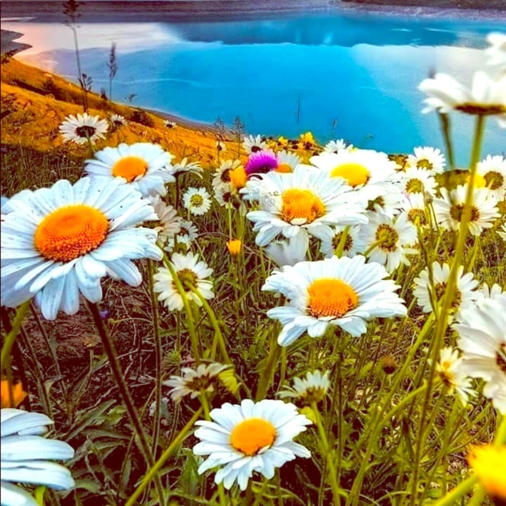 Meet your Posher, Cynthia